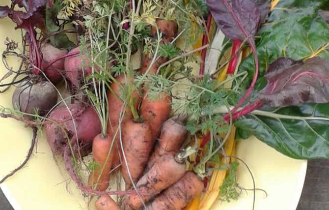 Температура хранения моркови: при какой можно хранить зимой, хранится ли вместе с луком и чесноком, свеклой?