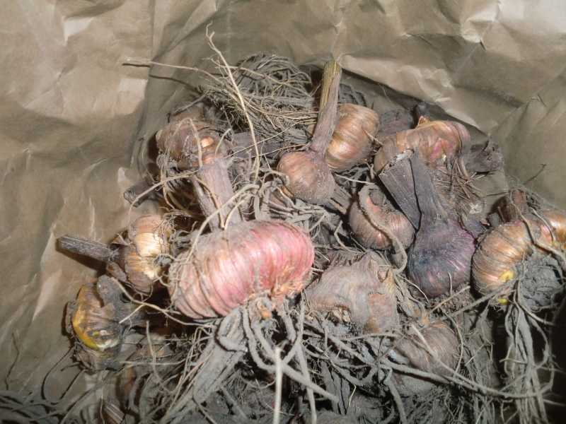 Подготовка гладиолусов к посадке весной: когда доставать луковицы из холодильника после зимнего хранения, как проводить проращивание на урале и в иных регионах?
