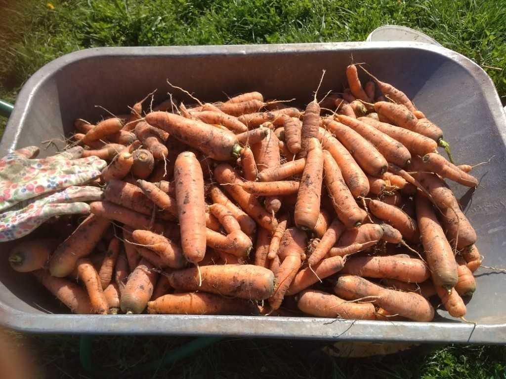 Как лучше хранить морковь в погребе зимой до весны » важные правила + предостережения + фото + видео | погреб-подвал