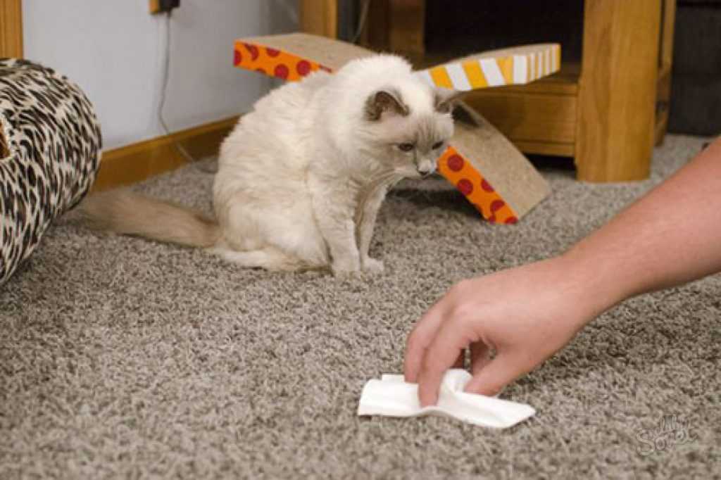 Как почистить ковер от кошачьей шерсти
