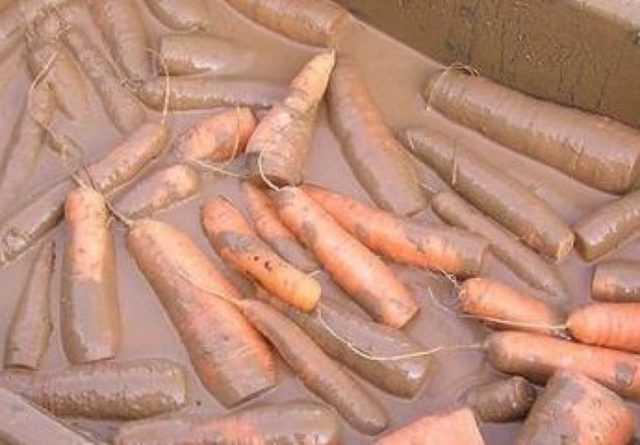 Способы хранения моркови на зиму — советы опытных огородников