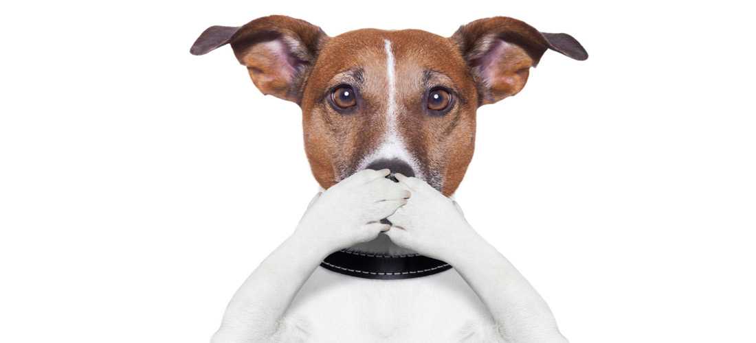 11 проверенных способов, как убрать запах собачьей мочи с дивана