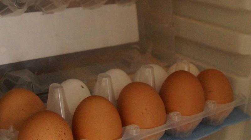 Срок годности домашних куриных яиц: сколько хранятся сырые в холодильнике, температура хранения