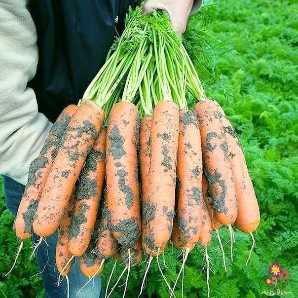 Лучшие сорта моркови для хранения