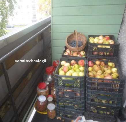 Если вас интересует, как хранить яблоки на балконе, какие способы для этого подходят, при какой температуре организовывается хранение урожая осенью и зимой, прочтите эту публикацию