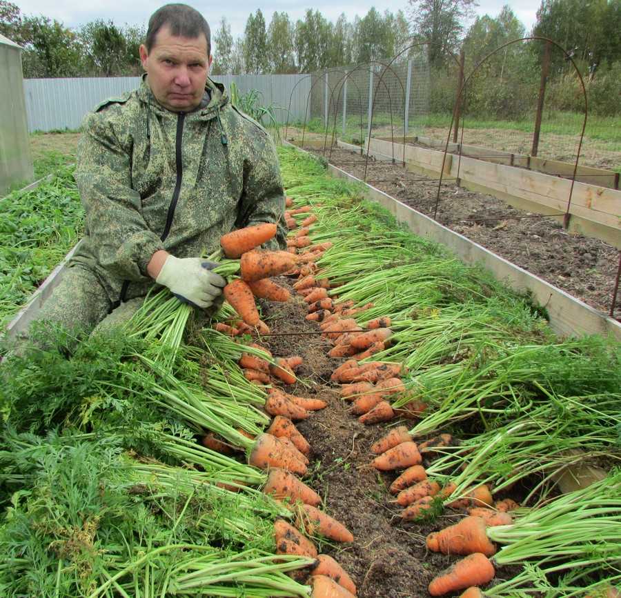 Уборка капусты: сроки, правила сбора урожая и когда убирать ее на хранение по лунному календарю? русский фермер