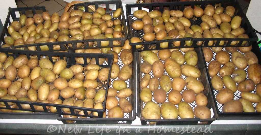 Хранение картофеля в погребе зимой: оптимальная температура