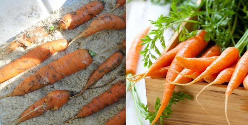 Как подготовить морковь к хранению на зиму после уборки: чем и как правильно обработать русский фермер