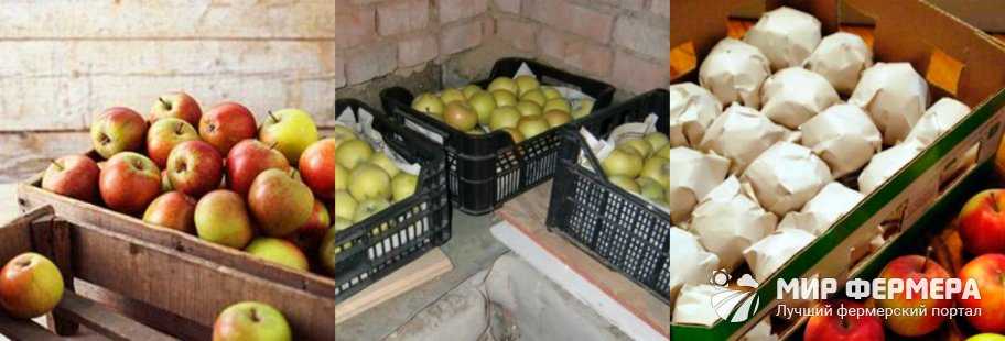 Как сохранить яблоки на зиму свежими в домашних условиях