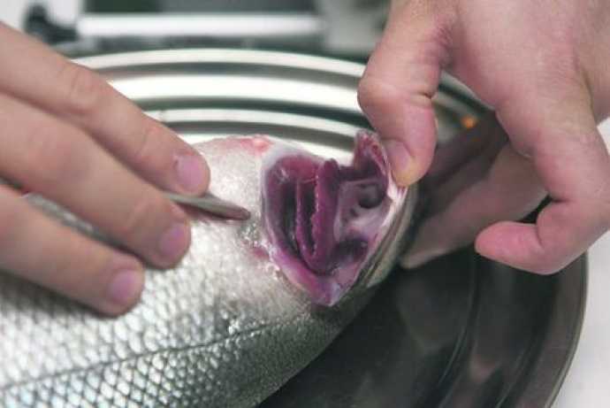 Как понять что испортилась рыба. что делать и как убрать запах рыбы с душком
