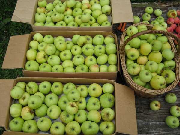 Чем обрабатывают яблоки для длительного хранения
