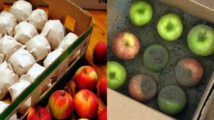 Как хранить урожай свежих яблок в квартире на зиму?