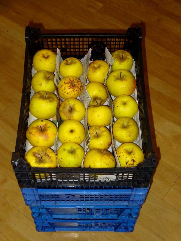 Свежие яблоки круглый год, или как хранить плоды в погребе на зиму