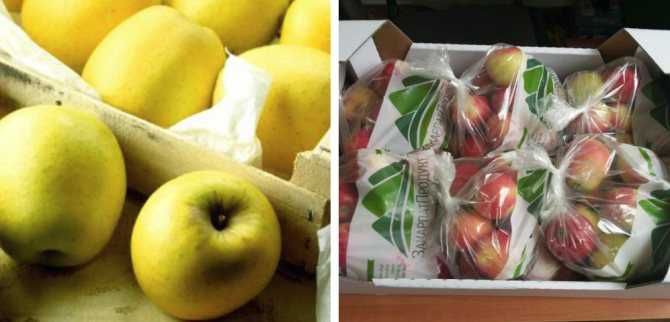Как сохранять яблоки на зиму в домашних условиях (зимние, в вакуумной упаковке и т.д.): как правильно, где лучше, с чем нельзя, каковы условия хранения?