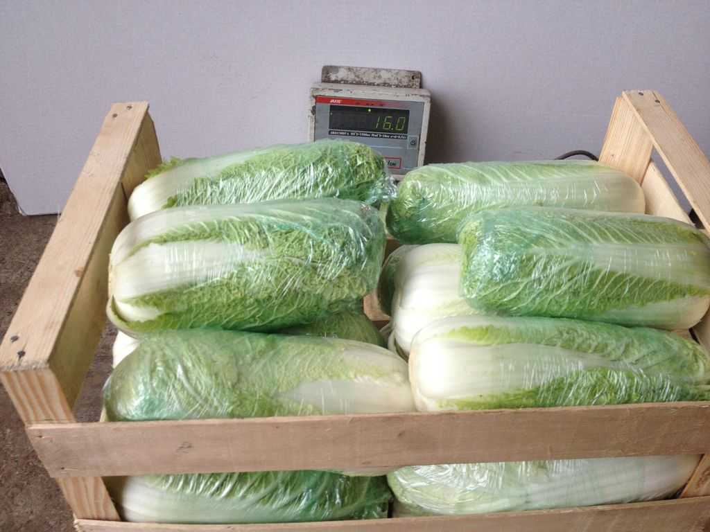 Как хранить капусту в погребе и домашних условиях: способы сохранить свежей