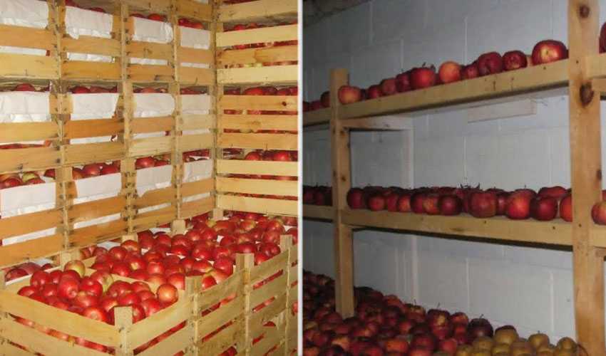 Полезные советы, где и как необходимо хранить сушеные яблоки