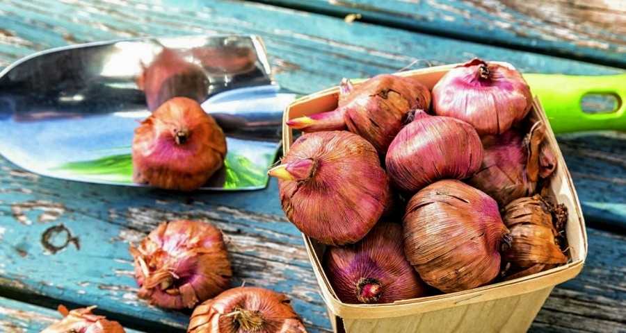 Гладиолусы: уборка и хранение луковиц, практические советы по выращиванию