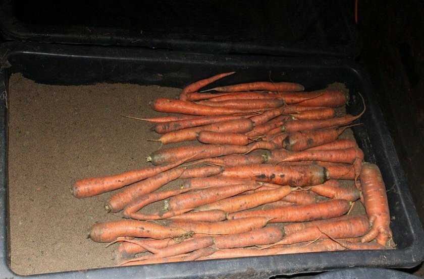 Как хранить морковь на зиму (свежую, вареную, очищенную), как правильно организовать хранение до весны, почему гниет, чернеет, вянет и что делать при болезнях?