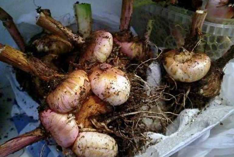 Когда выкапывать гладиолусы осенью и как хранить луковицы зимой
