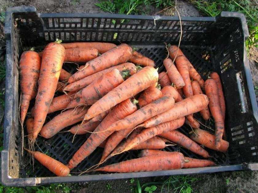 Как хранить морковь в погребе зимой: в пакетах, опилках, луковой шелухе... 8 разных способов. | красивый дом и сад