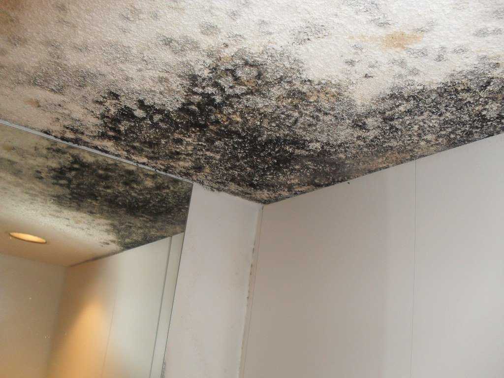 Плесень и грибок на потолке - причины появления, методы борьбы