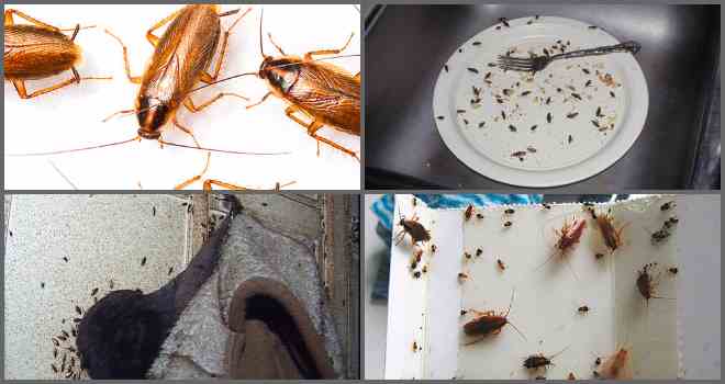 Как избавиться от тараканов раз и навсегда: обработка квартиры и частного дома, народные рецепты, обзор инсектицидов, профилактика + отзывы