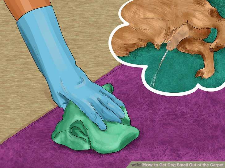 Как убрать запах собачьей мочи с ковра в домашних условиях, как удалить и чем вывести пятно, если собака написала?