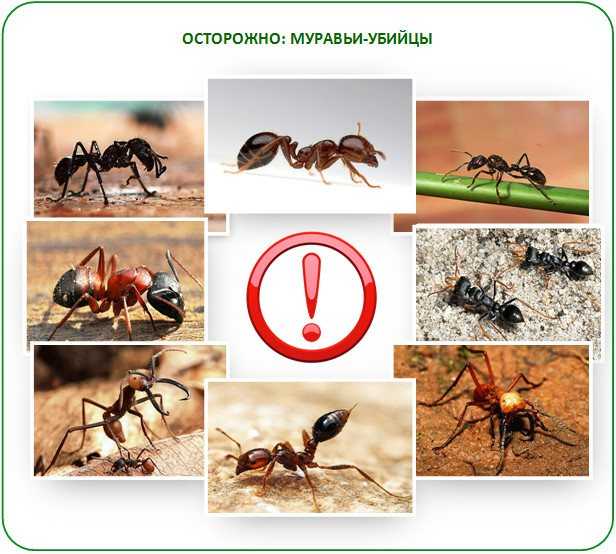 Как избавиться от муравьев в теплице навсегда - средства и препараты