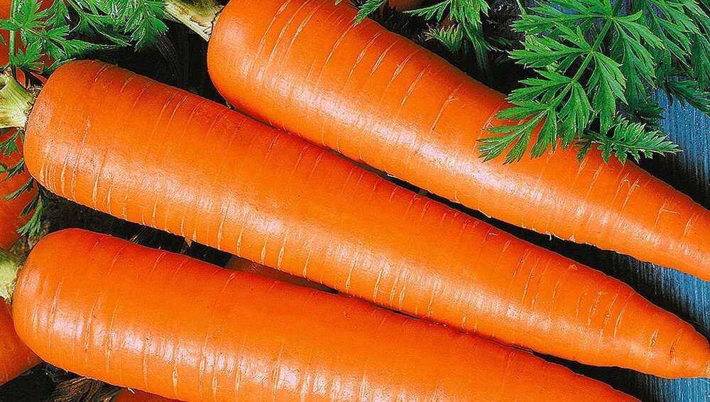 Морковь - раннеспелая и позднеспелая, сорта | россельхоз.рф
