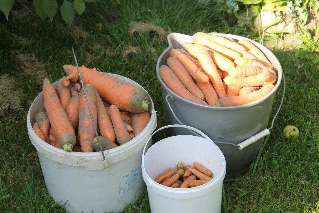 Когда выкапывать свеклу и морковь на хранение - конкретные даты для уборки урожая. | красивый дом и сад