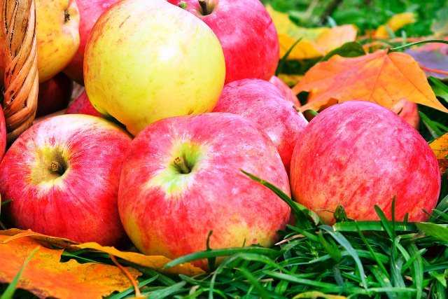 В этой статье представлен обзор лучших зимних сортов яблок, хранящихся в течение всей зимы до весны, характеристики плодов, плюсы и минусы хранения