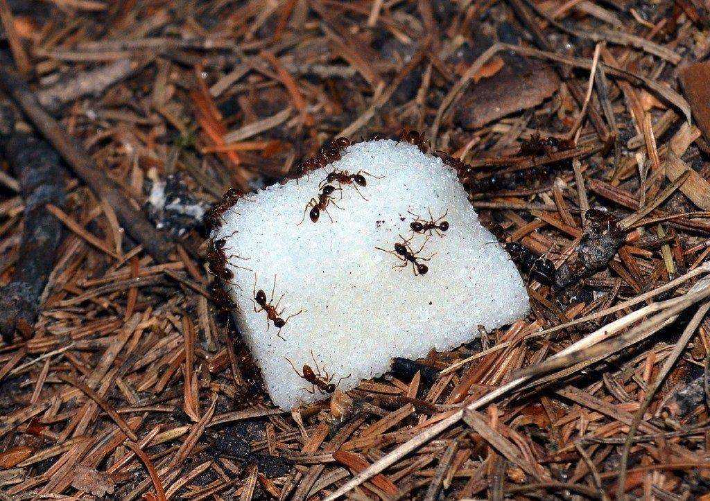 Как избавиться от муравьев в теплице раз и навсегда