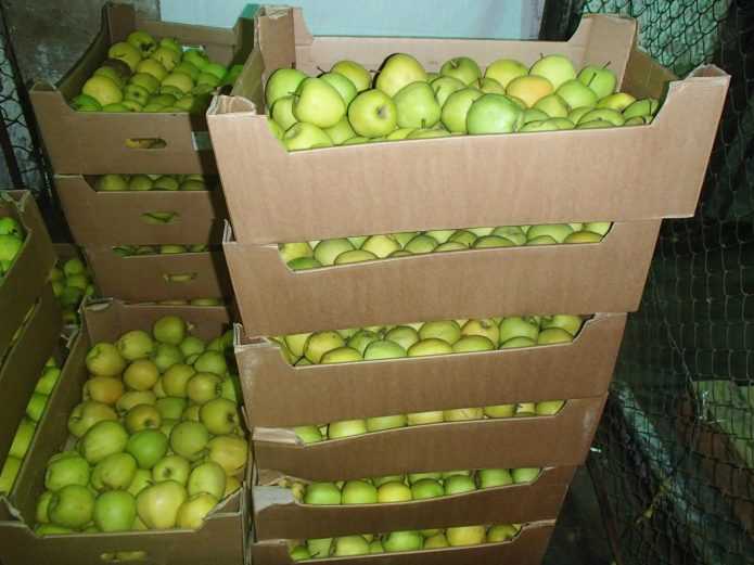 Хранение яблок и груш на зиму в погребе (советы по защите урожая)
хранение яблок и груш на зиму в погребе (советы по защите урожая)