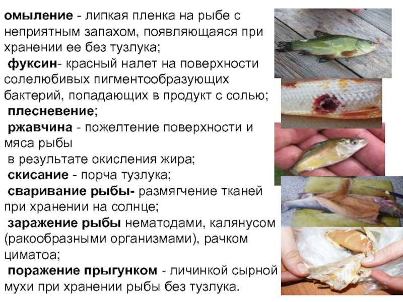 Как избавиться от запаха тины у рыбы в домашних условиях: секреты хозяйки (+отзывы)