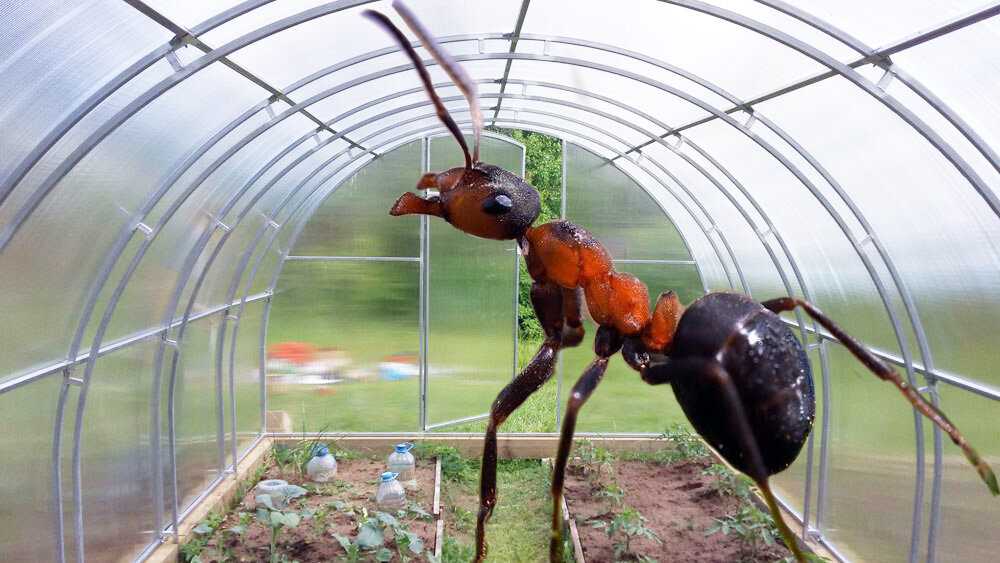 Как избавиться от муравьев в огороде, в теплице, в доме