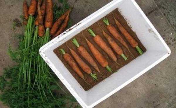 Когда убирать морковь с грядки на хранение в 2021 году по лунному календарю