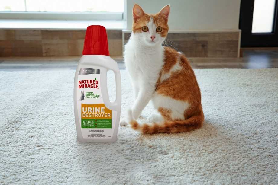 Как убрать запах кошачьей мочи с дивана в домашних условиях, если кот его пометил: чем можно удалить пятна, отмыть обивку, вывести запах написавшего животного?