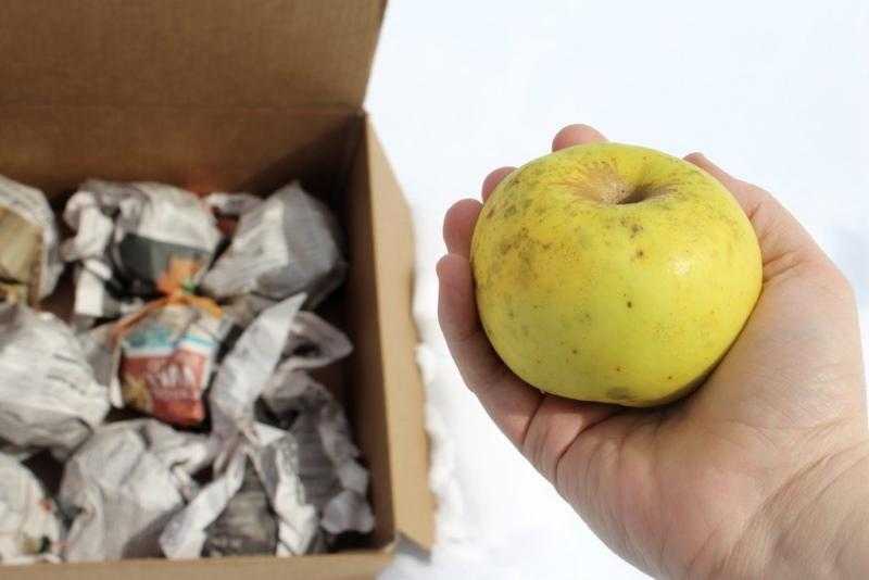 Как правильно хранить яблоки в холодильнике: правила сохранения пользы фруктов