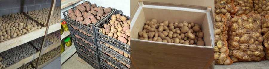 Как правильно хранить картофель в домашних условиях в квартире зимой