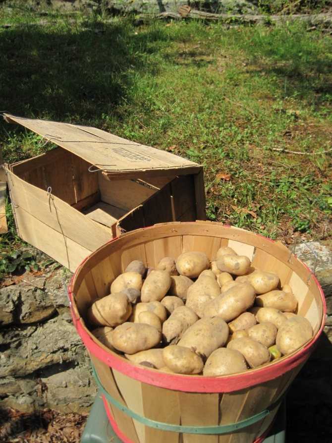 Хранение картошки в квартире, где хранить картошку, правила хранения в жаркое время года
