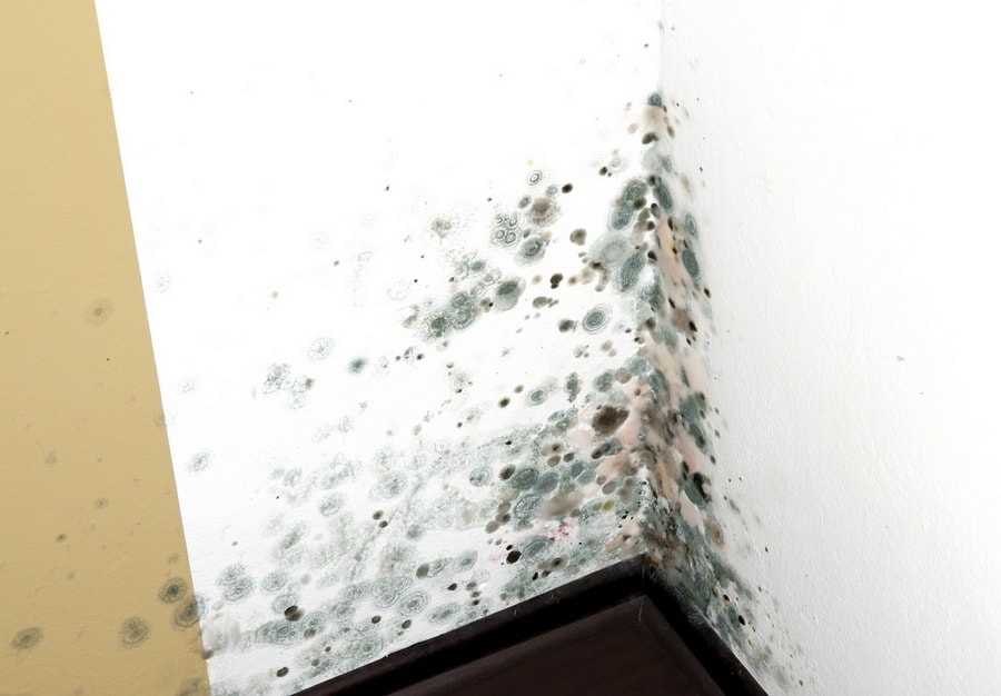 Полезные советы, как можно убрать всю плесень и грибок со стен в квартире