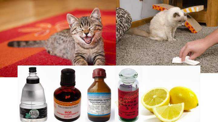 Что делать если кот написал на кровать как убрать запах
