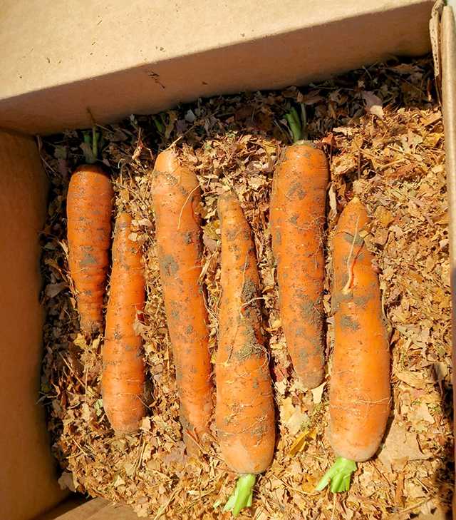 Как сохранить морковь на зиму в земле: на грядке или в яме? русский фермер