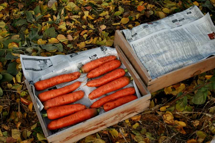 Как хранить морковь зимой в домашних условиях (8 способов)