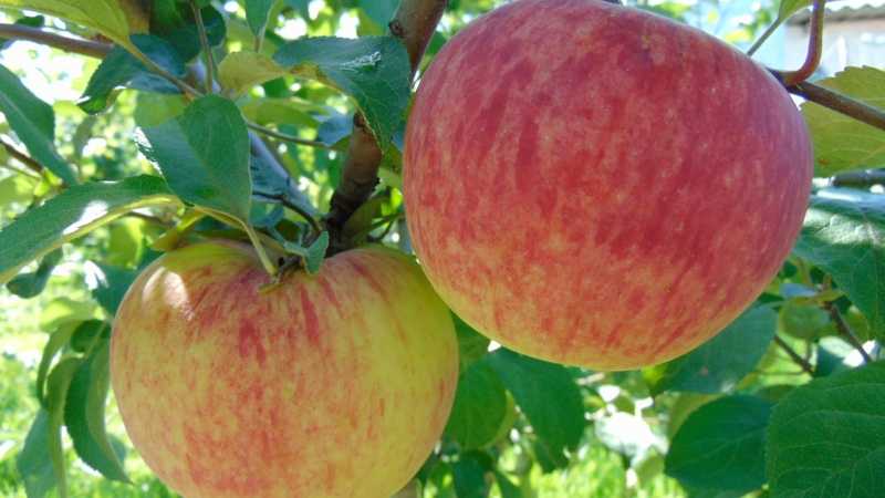 Лучшие зимние сорта яблок топ-7: описание и характеристики