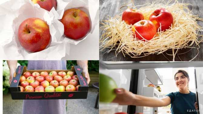 Как сохранить яблоки на зиму свежими в домашних условиях в квартире