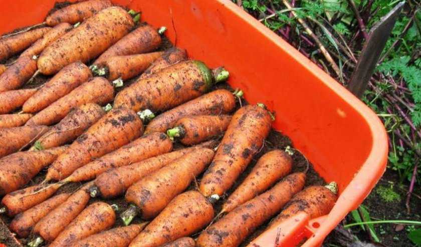 Как хранить морковь во мху: особенности метода, правила подготовки корнеплода к зиме в погребе, а также проблемы, с которыми можно столкнуться русский фермер