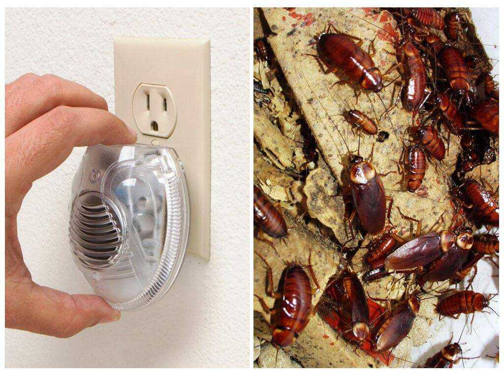 Как вывести тараканов из частного дома навсегда в домашних условиях народными средствами