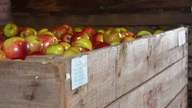 Как хранить свежевыжатый яблочный сок: сколько можно в холодильнике, без кипячения, как организовать хранение нектара из яблок на зиму?