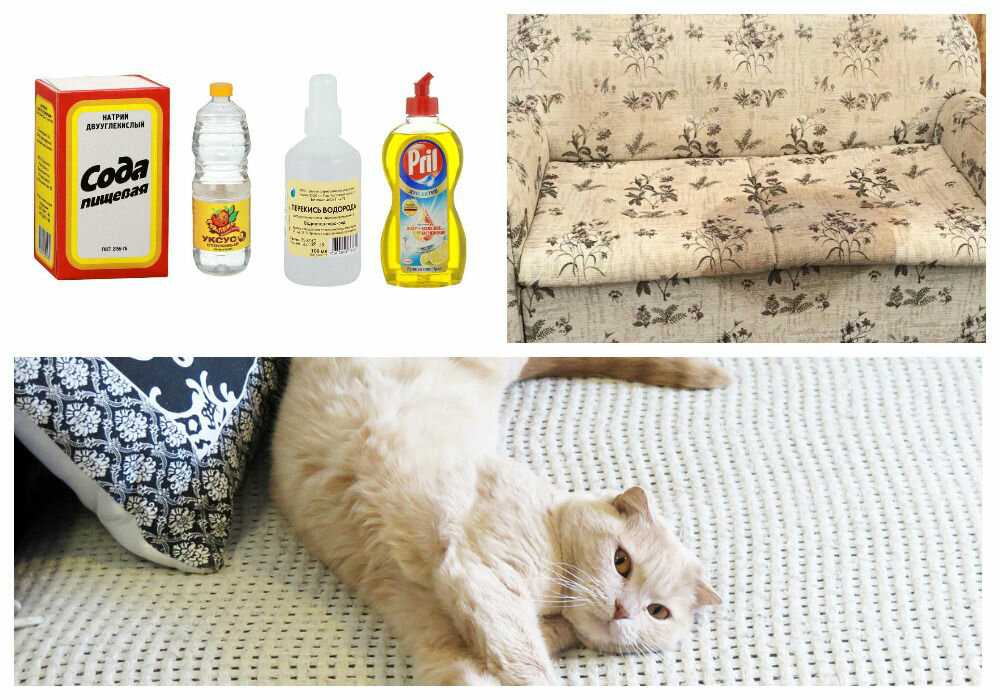 Как и чем быстро, просто и недорого убрать запах кошачьей мочи с дивана?